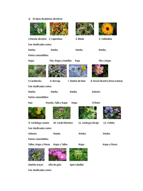 Esquema visual que muestra las partes comestibles de diferentes hierbas silvestres