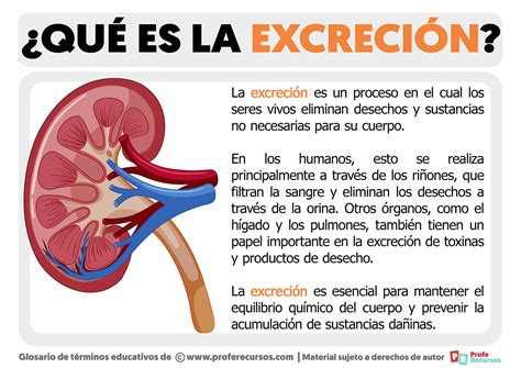 Esquema explicativo sobre el proceso digestivo y la excreción renal de compuestos volátiles tras la ingesta de alimentos específicos.