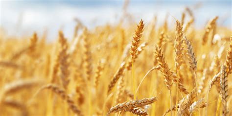 Esquema de una parcela de cultivo de trigo eficiente con agua y azada