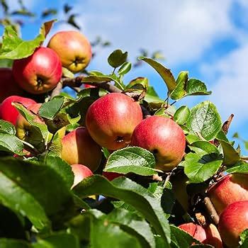 Manzana Honeycrisp en un árbol, mostrando las hojas cubiertas de escarcha