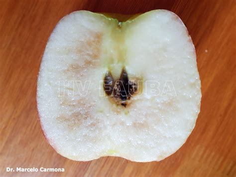 Corte transversal de una manzana Honeycrisp mostrando pardeamiento interno, mientras la piel se ve sana