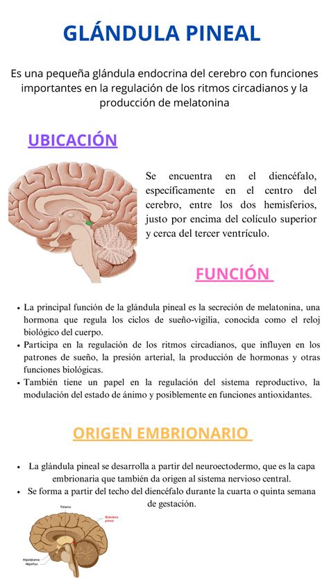 Diagrama que muestra la ubicación de la glándula pineal en el cerebro humano.