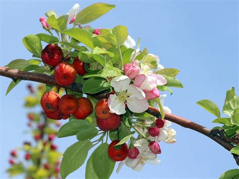 Esquema de un bonsái de manzano con flores y frutos