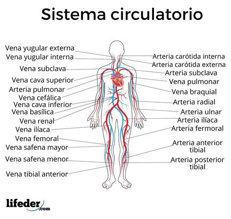 Esquema del sistema circulatorio con énfasis en vasos sanguíneos
