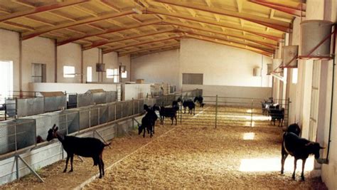 Esquema de distribución ideal para un corral caprino con áreas cubiertas y descubiertas