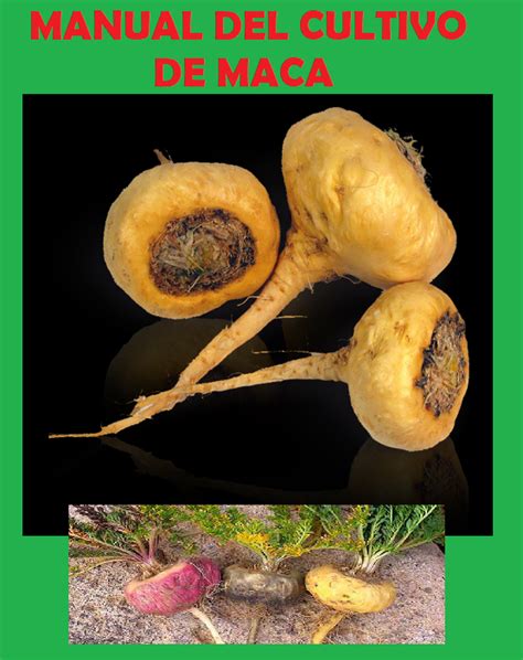 Infografía que muestra el cultivo de maca en los Andes a 4.000 metros de altura y sus tres variedades: negra, roja y amarilla.