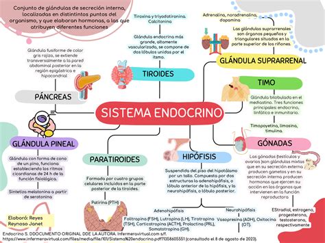 Esquema sobre la función adaptógena de la maca: cómo ayuda al sistema endocrino a regular el estrés y la vitalidad.