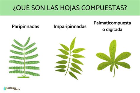 Ejemplos de formas de hojas de piña dibujadas.