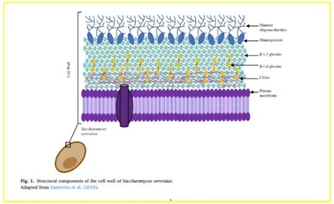 Diagrama de la pared celular de Saccharomyces cerevisiae, destacando la composición de β-glucanos y manoproteínas.