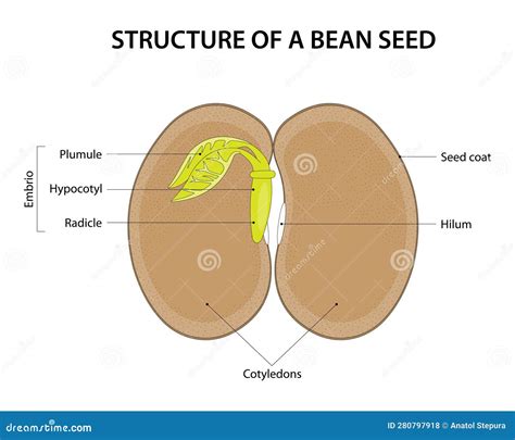 Esquema de la estructura y componentes de una semilla de chía, mostrando su alto contenido en fibra, omega-3 y minerales.
