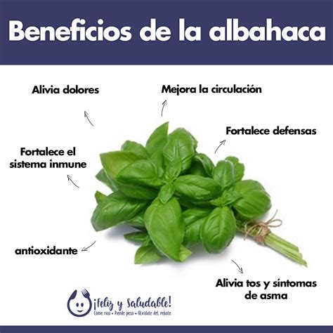 Infografía detallada sobre las propiedades medicinales, energéticas y nutricionales de la albahaca.