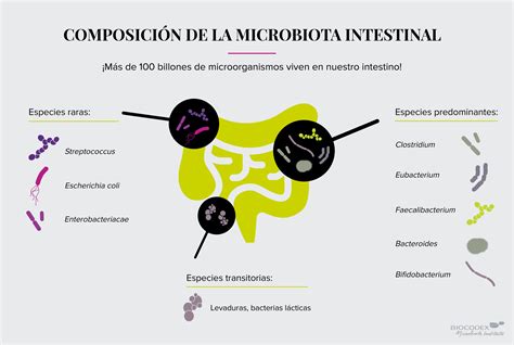 Esquema de la composición y función de la microbiota intestinal humana