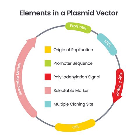 Diagrama esquemático de un plásmido de expresión utilizado en Pichia pastoris, mostrando sus elementos clave: origen de replicación, promotor, gen de interés, terminador y marcador seleccionable.