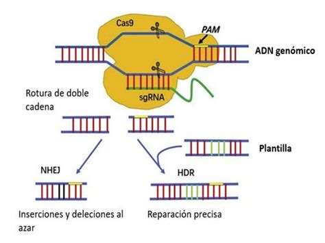Ilustración comparativa del mecanismo de acción de TAP-Cas9 (corte de ADN) y TAP-dCas9 (bloqueo de transcripción).