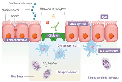 Esquema que muestra la interacción simbiótica entre levaduras, bacterias intestinales y la mucosa digestiva.