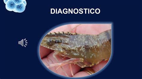 Mapa de distribución global del Virus del Síndrome de la Mancha Blanca (WSSV) en la acuicultura de camarón.