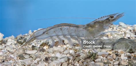 Fotografía de camarones blancos del Pacífico (Litopenaeus vannamei) cultivados.
