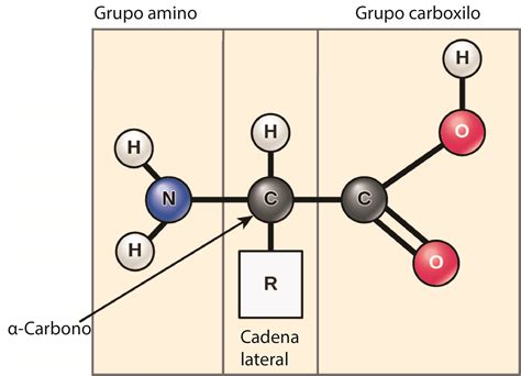 Ilustración de la estructura molecular de un aminoácido y su quiralidad (formas D y L).