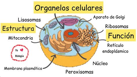 Esquema detallado de una célula fúngica mostrando sus organelos principales y la estructura de la pared celular.