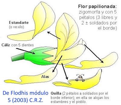 Esquema general mostrando la estructura morfológica de una flor papilionácea, sus hojas compuestas y el fruto típico en legumbre.