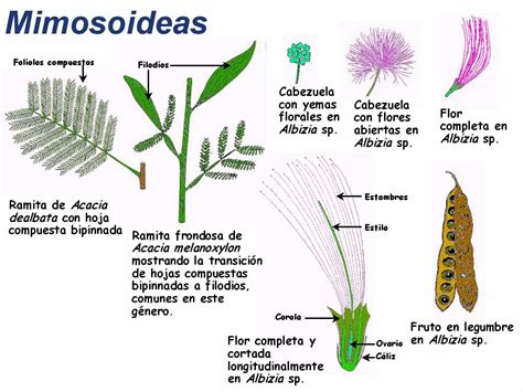 Gráfico comparativo de las estructuras florales de las tres subfamilias (Mimosoideae, Caesalpinioideae y Faboideae).