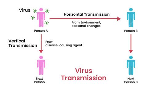 Diagrama que muestra la transmisión de bacterias y virus desde mariscos crudos al consumidor, resultando en gastroenteritis.