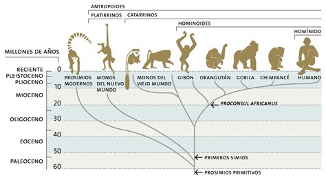 Diagrama filogenético mostrando la relación entre Salmoniformes y otros euteleósteos.