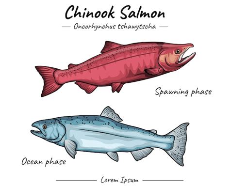 Ilustración de diferentes especies de salmón: Coho, Sockeye y Chinook (similar a la de mayor tamaño de Alaska).