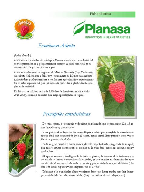 Infografía con el ciclo anual de manejo de la frambuesa, destacando etapas clave de fertilización y nutrición.