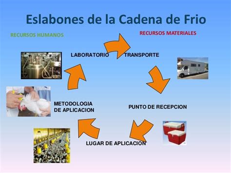 Infografía: Elementos clave de una cadena de frío en transporte