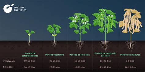 Gráfico comparativo de la germinación de frijol a diferentes temperaturas para distintos cultivares