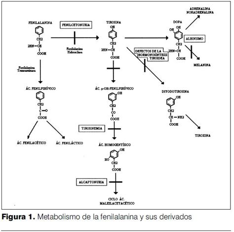 Diagrama esquemático del metabolismo de la fenilalanina y el defecto en la fenilcetonuria.