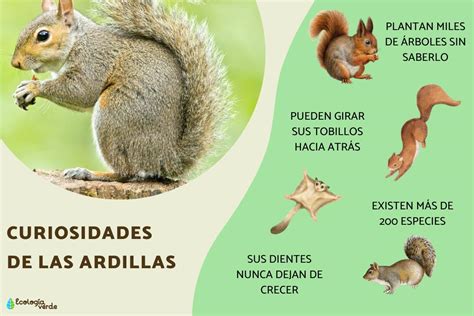Esquema de organización cognitiva: representación de cómo las ardillas categorizan y gestionan sus reservas de frutos secos en un