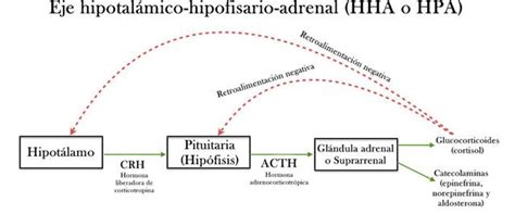 Esquema del eje hipotalámico-simpático-cromafín (HPC) y el eje hipotalámico-hipofisario-interrenal (HPI) en la respuesta al estrés en peces.