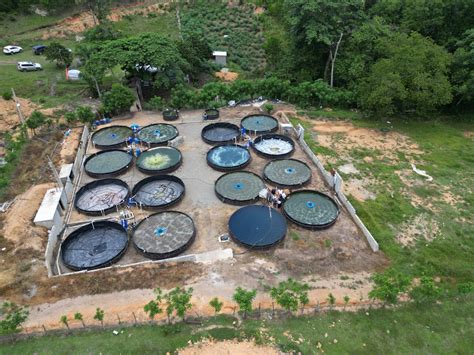 Ejemplo de enriquecimiento ambiental en tanques de acuicultura, como la adición de estructuras o plantas artificiales.