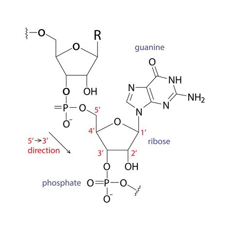 Estructura química del PGPR