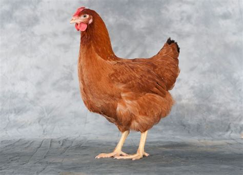 Imagen de una gallina Shaver Roja de doble propósito