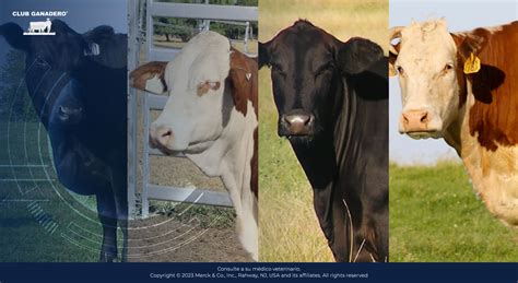 Gráfico comparativo de las razas Shaver Blanca, Negra y Marrón