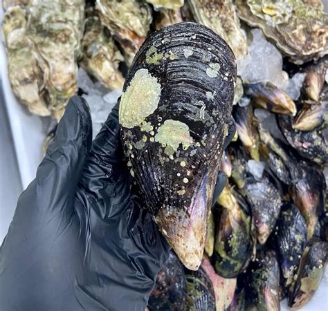 Variedad de mariscos frescos como cholgas, choritos, almejas y jaibas, ingredientes clave del chupe chilote.
