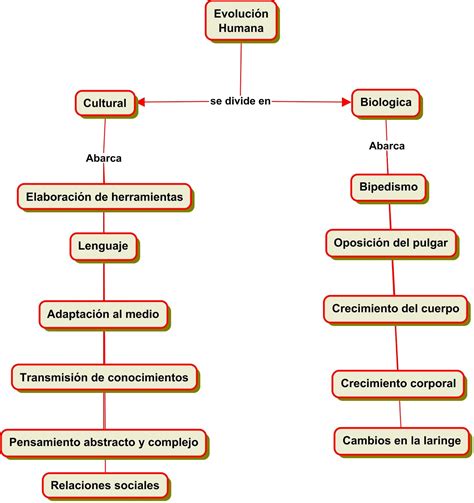 Esquema sobre la evolución biológica y el papel de los senos en la selección de pareja humana