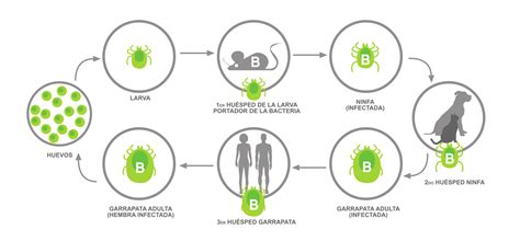 Esquema del ciclo de infección del Virus del Síndrome de la Mancha Blanca (WSSV) en camarones.