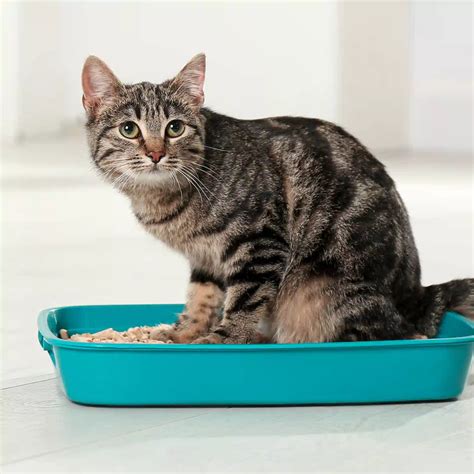 Gato preocupado mirando su arenero