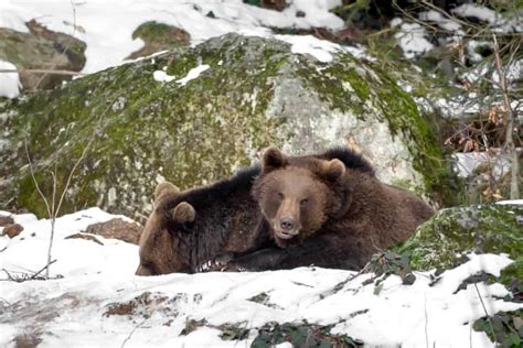 Fotografía de animales hibernando o con pelaje de invierno