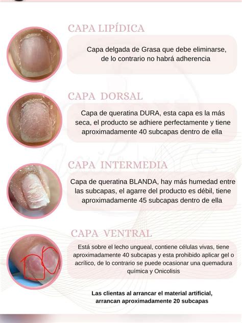 Esquema detallado que muestra las capas de la uña: uña natural, capa de primer, base y esmalte para visualizar cómo el primer mejora la adherencia.