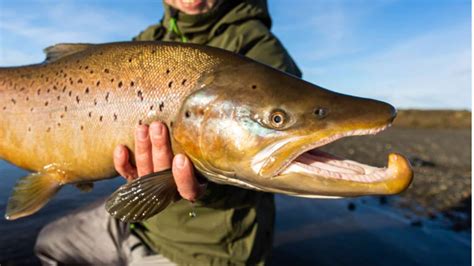 fotografía de un salmón Chinook de gran tamaño en un río patagónico.