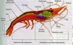 Diagrama de la anatomía externa de un camarón