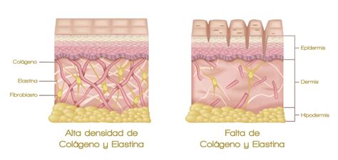 Esquema sobre el papel del colágeno en el tejido conectivo y la piel.
