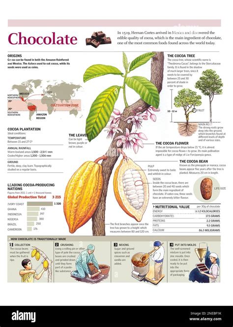 Infografía detallada de la planta de cacao, mostrando sus hojas, flores caulifloras, tronco y frutos.