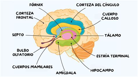 Esquema de las áreas del cerebro activadas por el consumo de chocolate