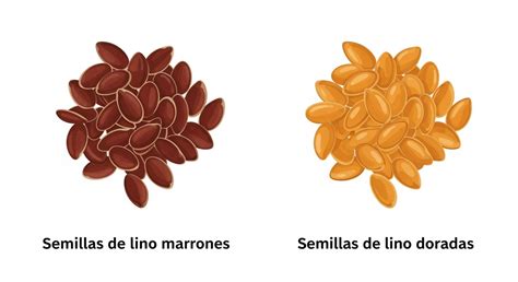 Esquema visual que muestra la transformación de semillas de lino en harina mediante un proceso de molienda y su posterior horneado como pan saludable.